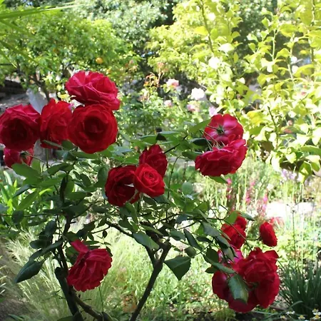 Готель Les Palmiers 3*