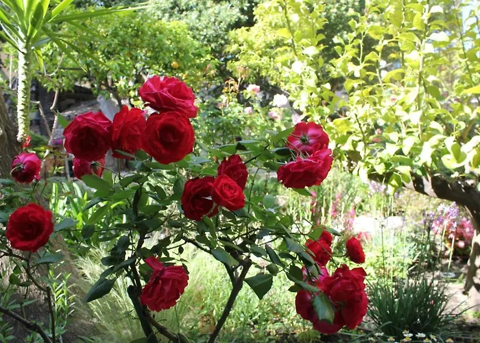 Готель Les Palmiers 3*