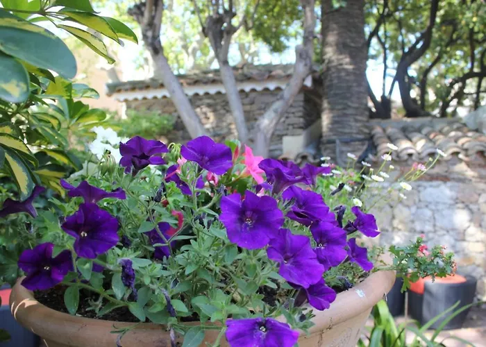 Les Palmiers מלון 3*